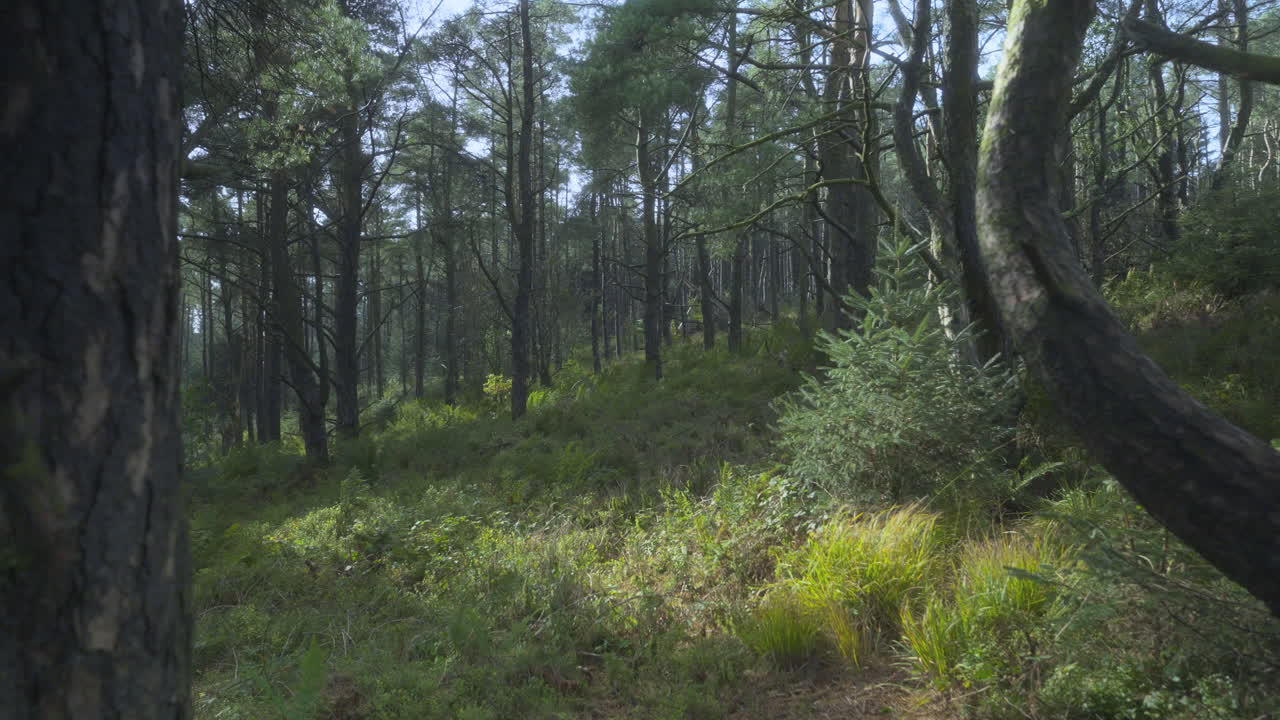 Sunlit English autumn woodland with slow move between two pine trees on windy day