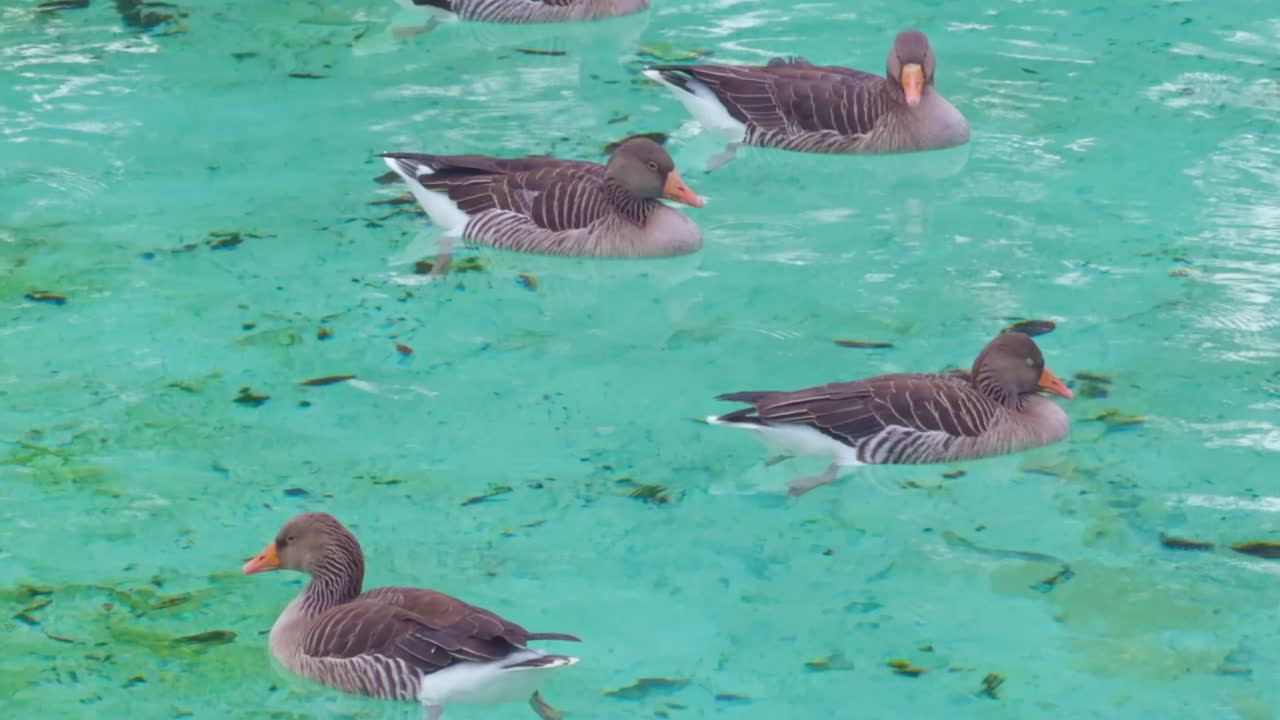 Camera tracking five swimming geese Anser anser moving calmly across turquoise water, with gentle upward tilt emphasizing fluid motion, group behavior, natural patterns, serene aquatic atmosphere
