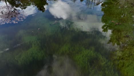 Tiro-Inclinado-Desde-Un-Lago-De-Jardín-Urbano-Con-Aguas-Tranquilas-Llenas-De-Algas-Y-Reflejo-Del-Cielo,-Pucón,-Chile