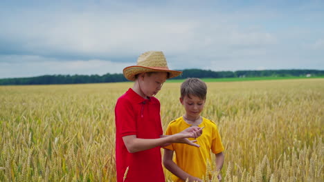brothers on wheat field. happy children having fun outdoors on wheat field