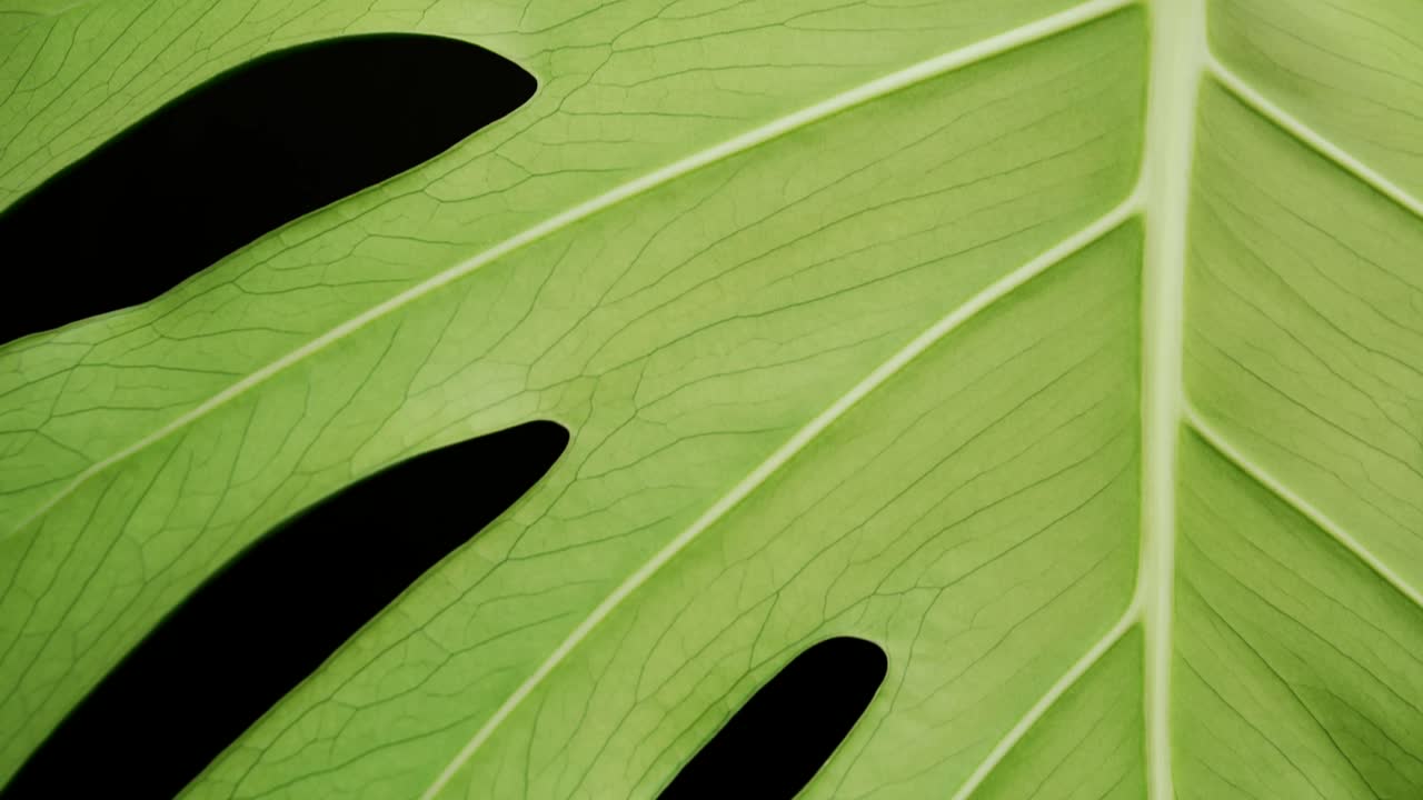 Monstera Green Leaf Against Black Background