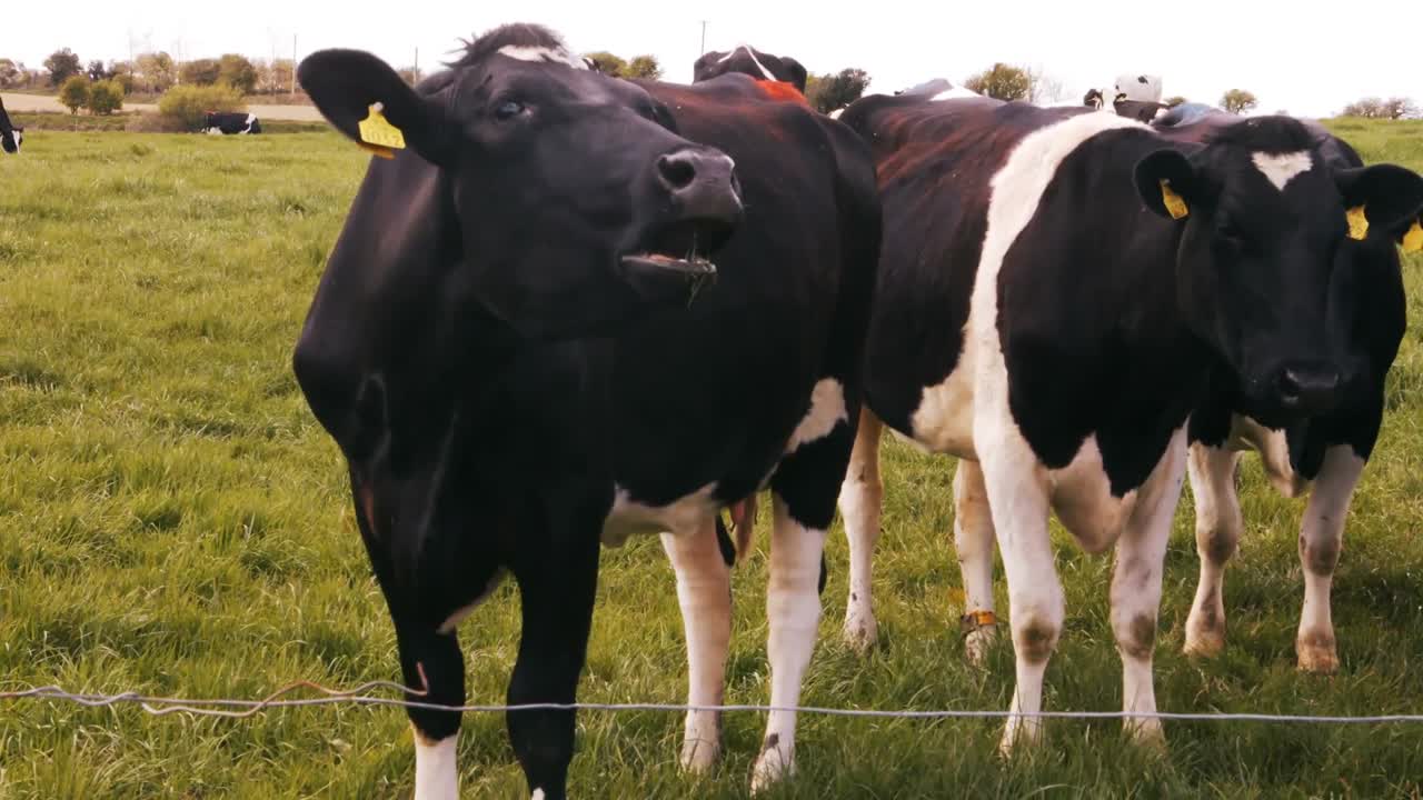 Mandria di bovini in un campo