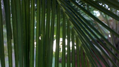 coconut-leaf-shot-with-sun-in-behind-shining-at-beach