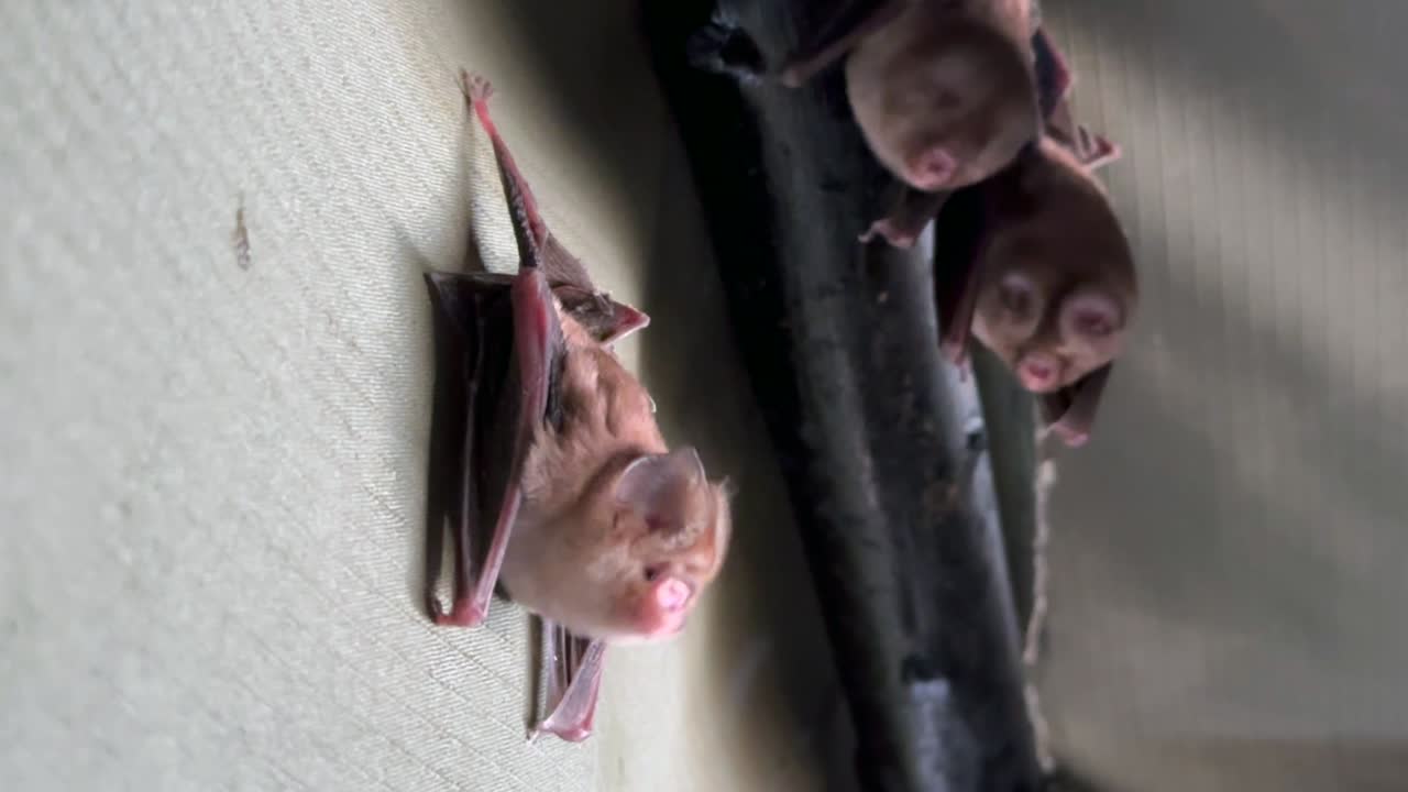 Pipistrelli del genere Hipposideros appesi a testa in giù sulla parete di un rifugio per l'osservazione della natura nel Parco Nazionale di Liwonde, Malawi