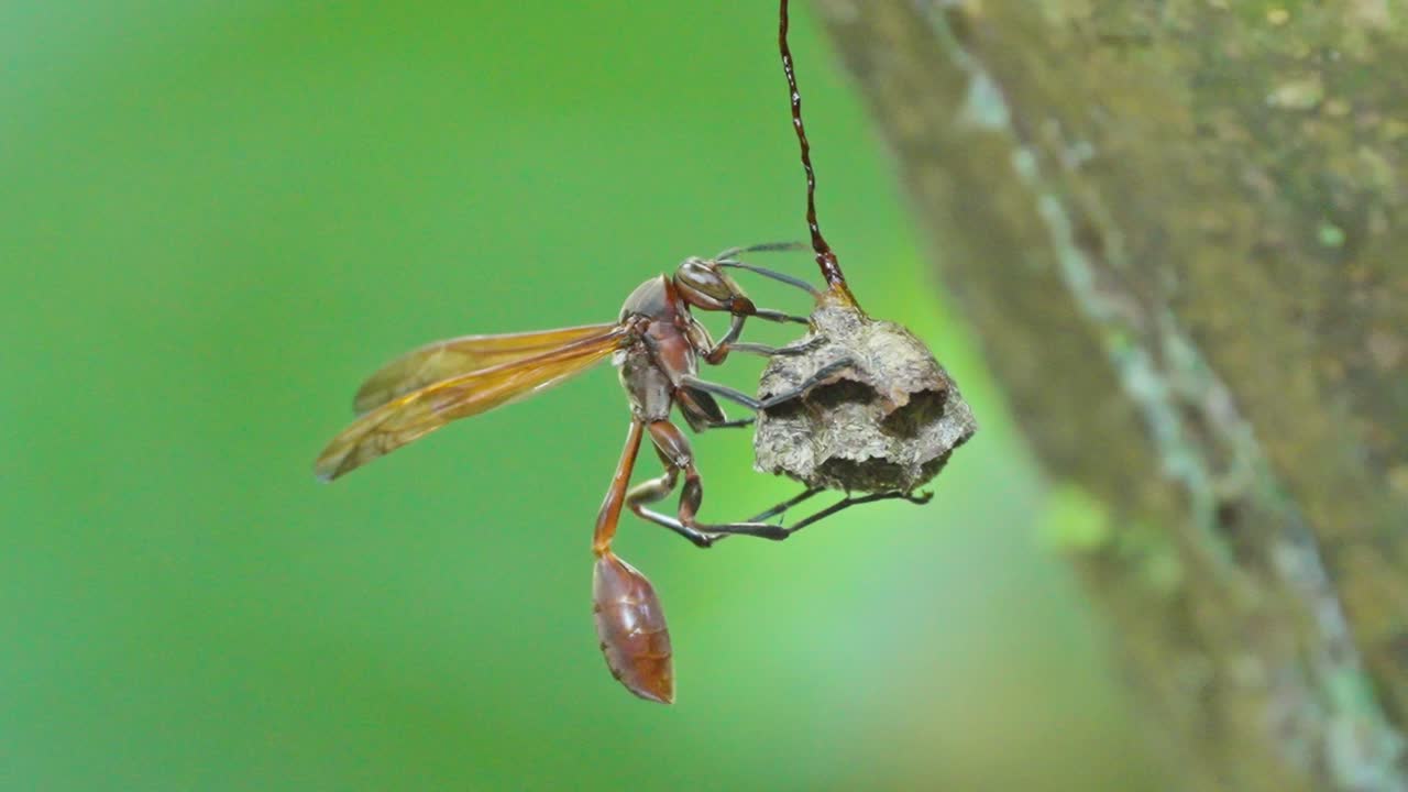 Wasp building a nest in the Peruvian Amazon, showcasing nature and survival instincts