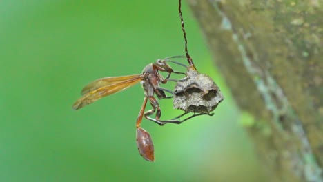 wasp building a nest in the peruvian amazon, showcasing nature and survival instincts