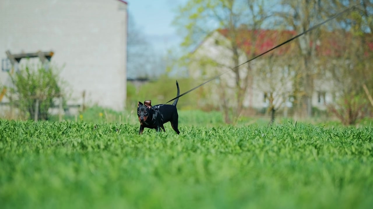 Tiny Miniature Pinscher explores spring lawn before slowly walking toward camera