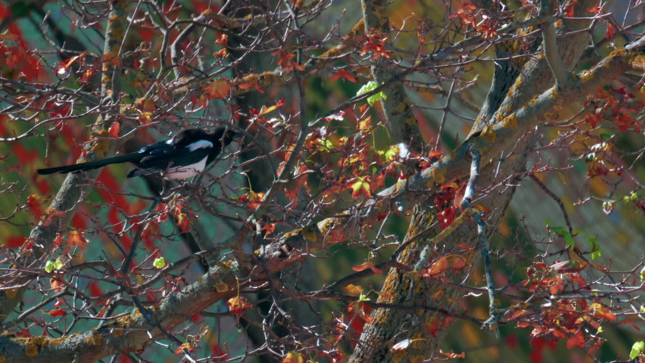 A magpie perched among colourful autumn branches