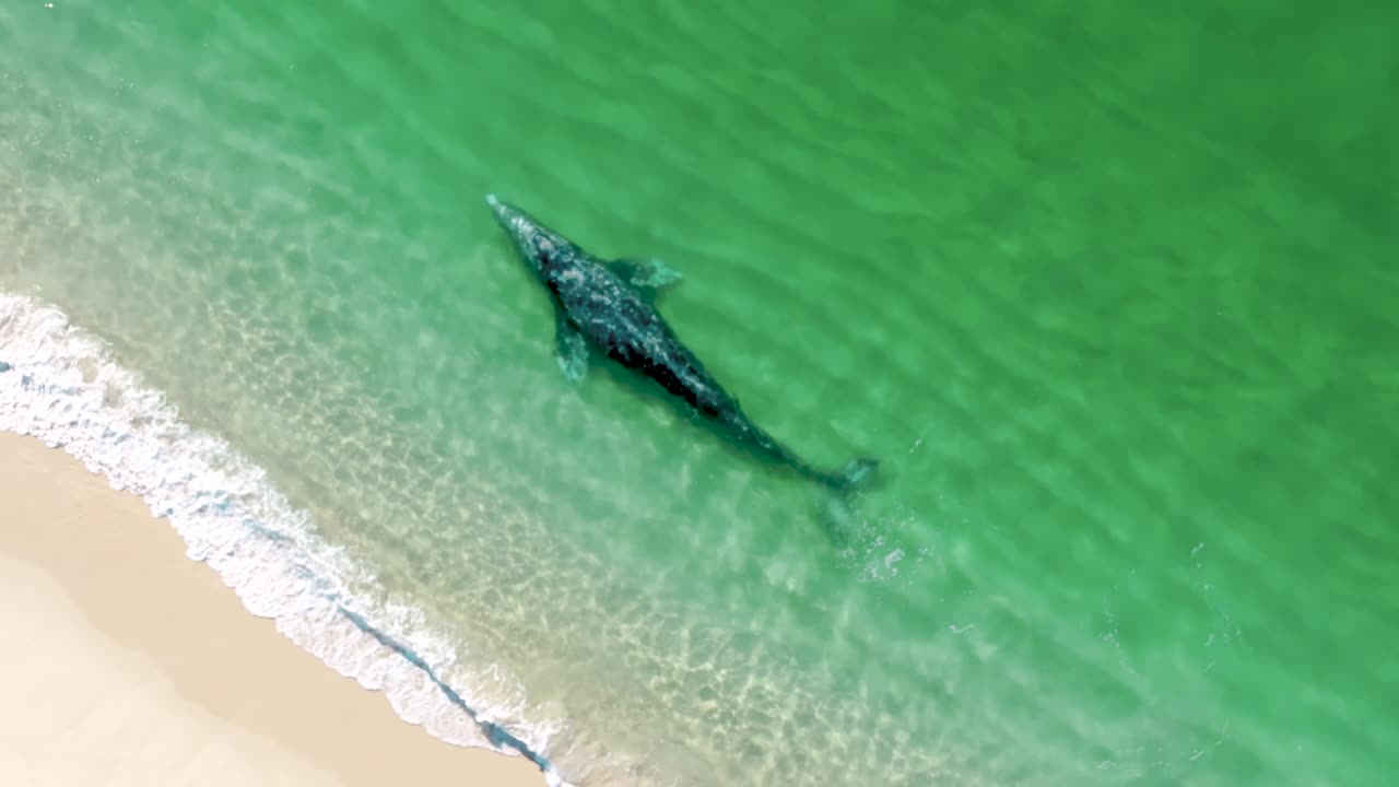 Spectacular aerial footage of whales moving gracefully near a sandy shoreline. A unique perspective on marine life thriving close to the coast
