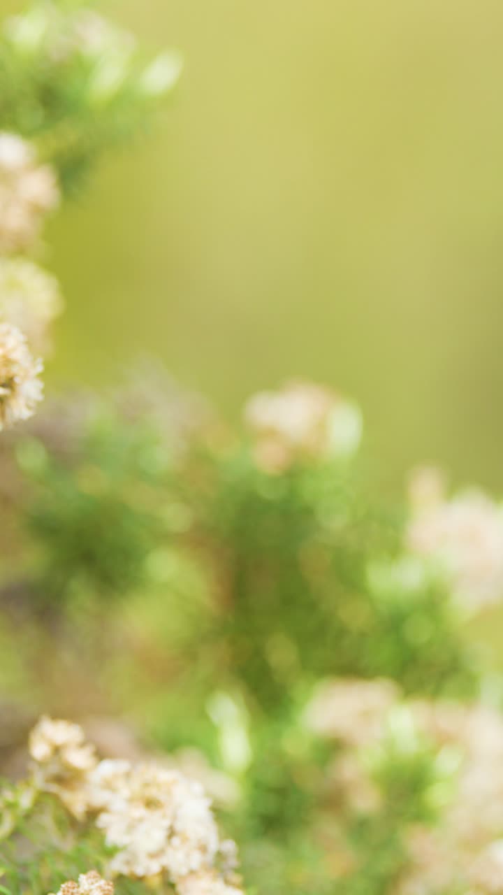 Soft-focus camera pan across blooming Ozothamnus diosmifolius shrub in bright natural daylight