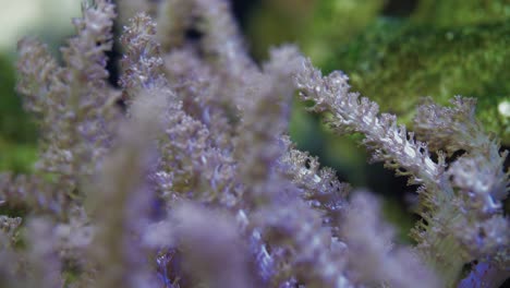 Close-up-Shot-of-the-Colt-Corals-in-the-Saltwater-Aquarium