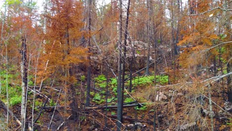 Paisaje-De-árboles-Otoñales-Después-De-Un-Incendio-Forestal.-Un-Dron-Vuela-A-Través-De-Ramas-Quemadas-Sin-Hojas.