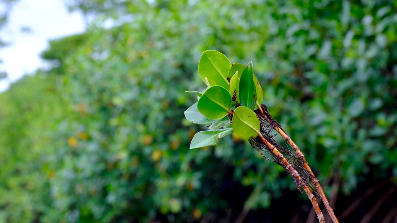 Closeup single mangrove plant with leafs mangroves forest in coastal environment on Ovalau Island in Fiji, South Pacific