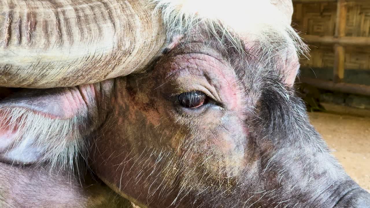A buffalo's face is captured in close-up, highlighting its textured skin and horns in a rustic environment