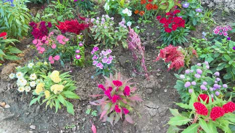 vibrant flowers bloom in a lush garden