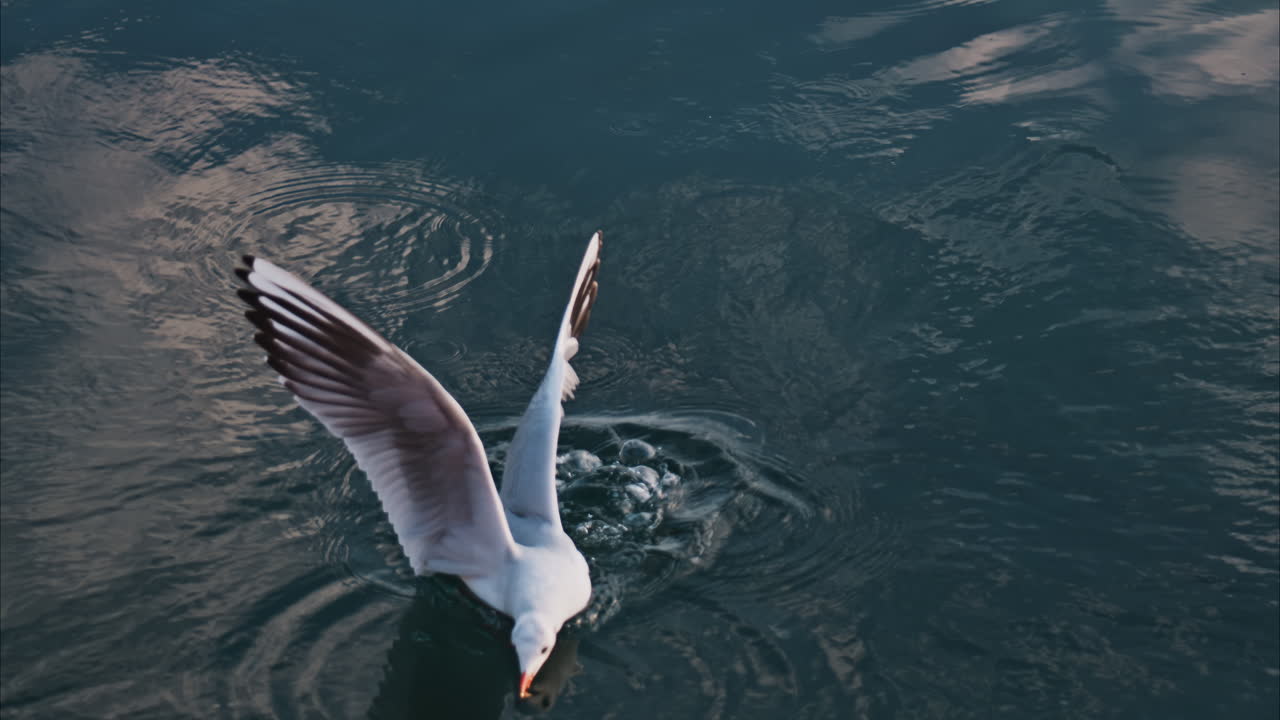 Close up of a seagull flying above the sea and touching the water