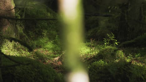 an enchanting view of the moss-covered sunlit forest floor