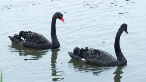 Zwei-Schwarze-Schwäne-Schwimmen-Im-See-Unter-Sonnenlichtlandschaft