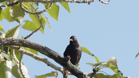los chirridos del estornino común, vocalizan desde la percha del árbol contra el cielo azul