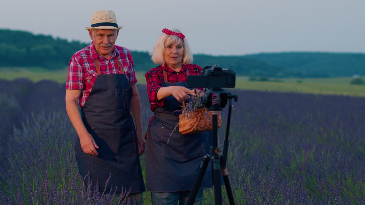 bloggers abuela abuelo ancianos grabando tutorial de video vlog en el campo de las flores de lavanda
