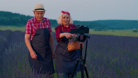 Abuela-Anciana-Abuelo-Bloggers-Grabando-Video-Vlog-Tutorial-En-Campo-De-Flores-De-Lavanda