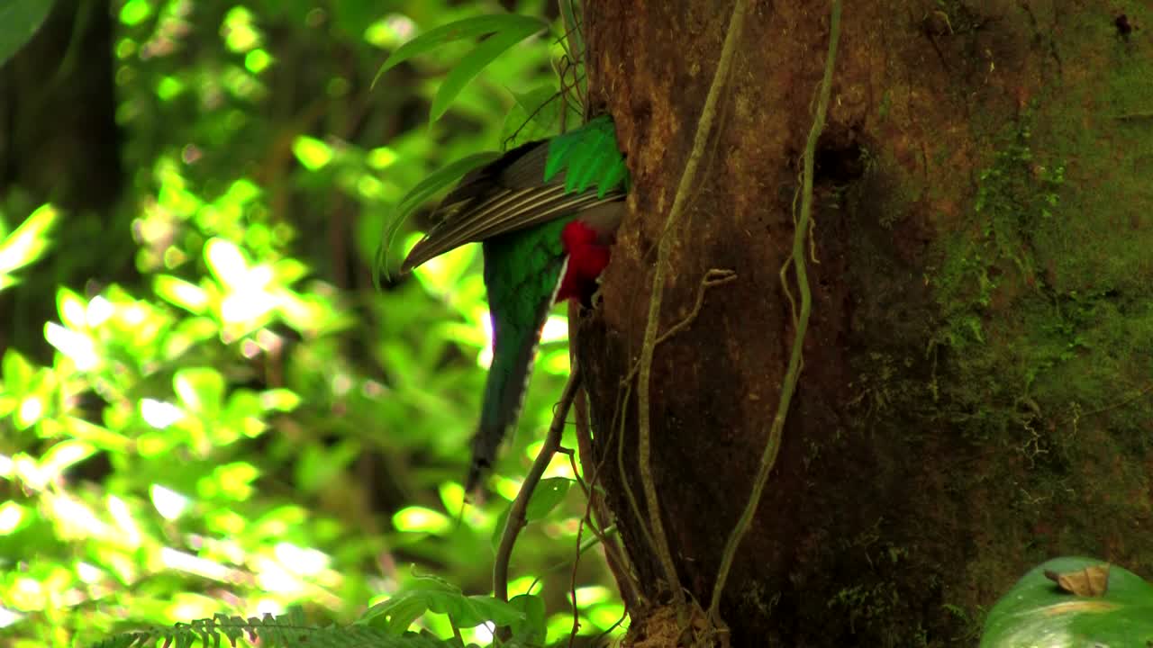 un loro quetzal en su nido en la selva tropical de costa rica