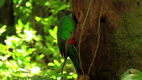 un loro quetzal en su nido en la selva tropical de costa rica