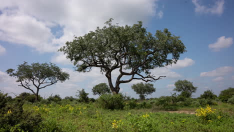 timelapse of african tree with moving clouds