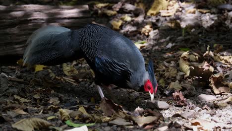 Foraging-on-the-ground-facing-to-the-right,-Kalij-Pheasant-Lophura-leucomelanos,-Thailand