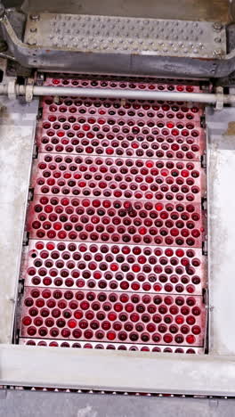 Modern conveyor on berry factory. Close up view of berries factory production equipment. Vertical video