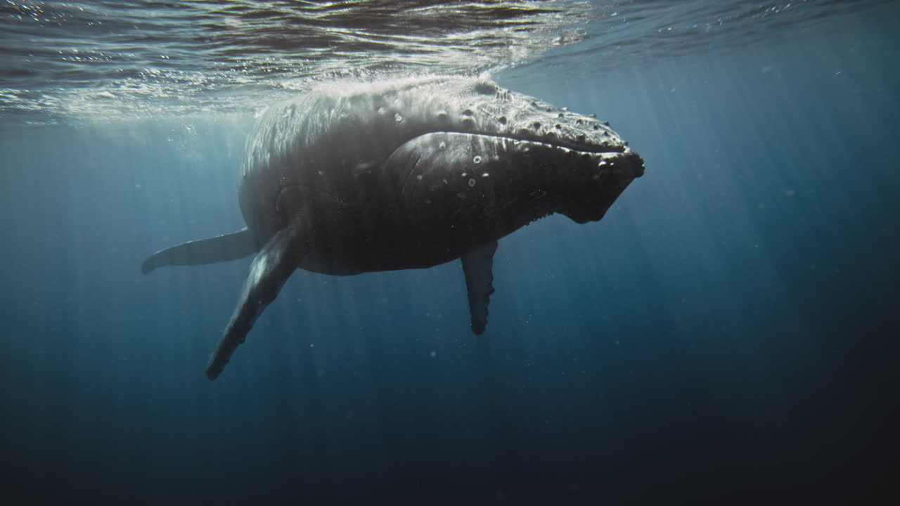 험브백 고래 의 앞면 모습 과 빛나는 빛 이 깊은 파란 바다 물 에 침투 하는 모습