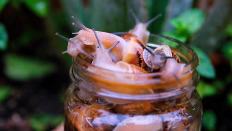 Close-up-view-of-common-garden-snails-with-tentacles-trying-to-escape-jar