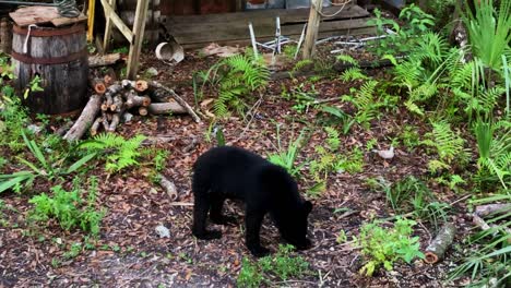 Ein-Kleiner-Schwarzbär,-Der-In-Den-Everglades-Von-Florida-Nach-Nahrung-Sucht