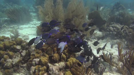 large school of fish