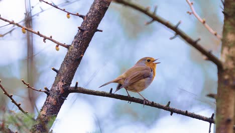 european robin on a tree branch in a forest