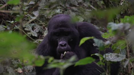 gorila salvaje alimentándose en medio del bosque