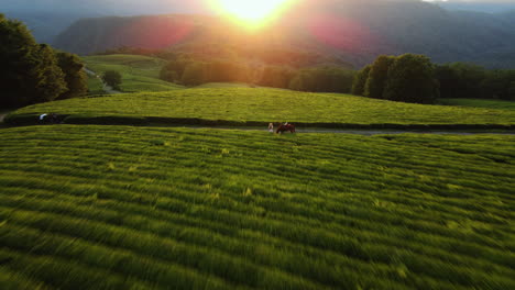 Aerial-view-over-a-woman-and-horse-standing-in-middle-of-tea-fields,-sunset-in-Russia