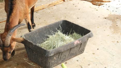 goat in the farm land eating food