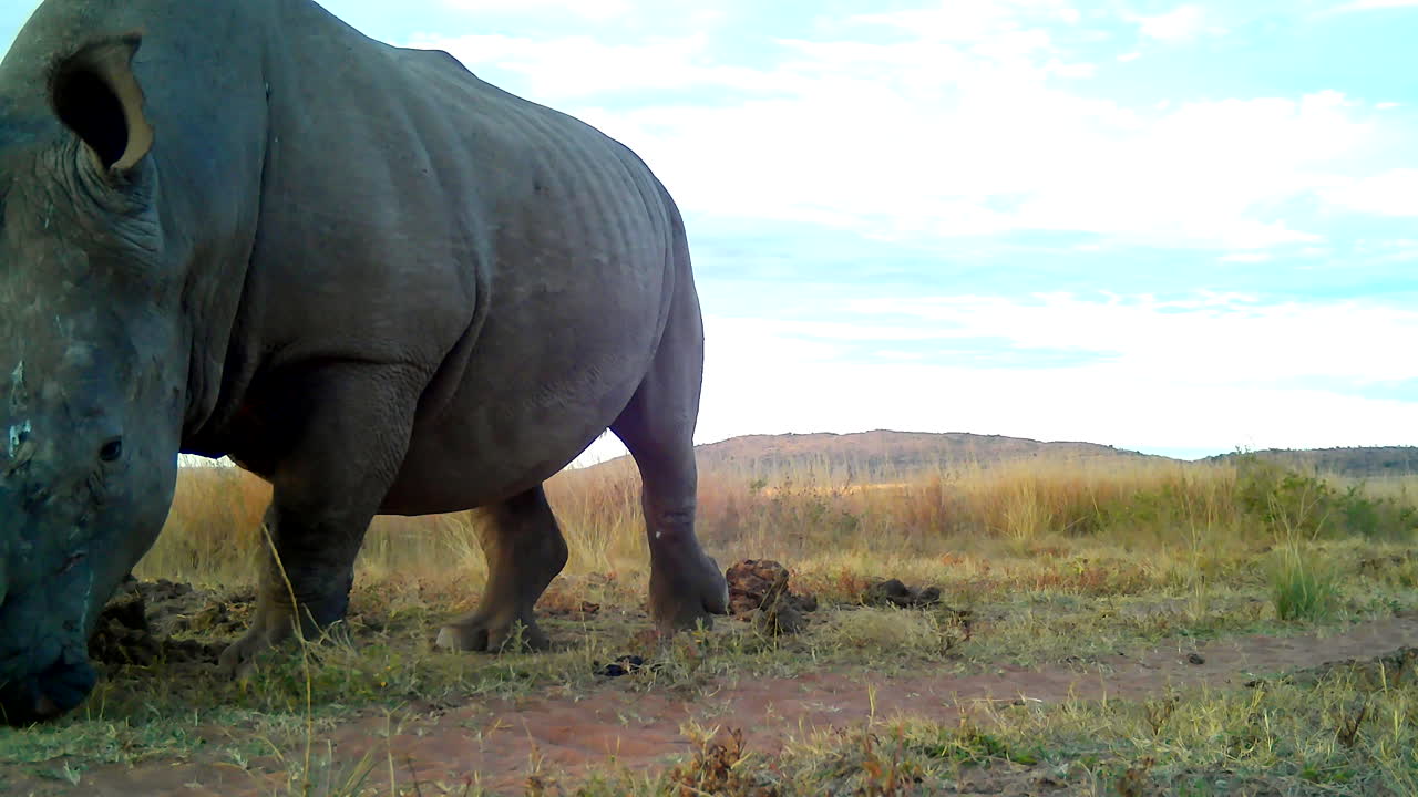 Majestic square-lipped white rhino bull patrols territory, ground level veld POV