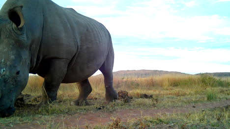 majestic square-lipped white rhino bull patrols territory, ground level veld pov