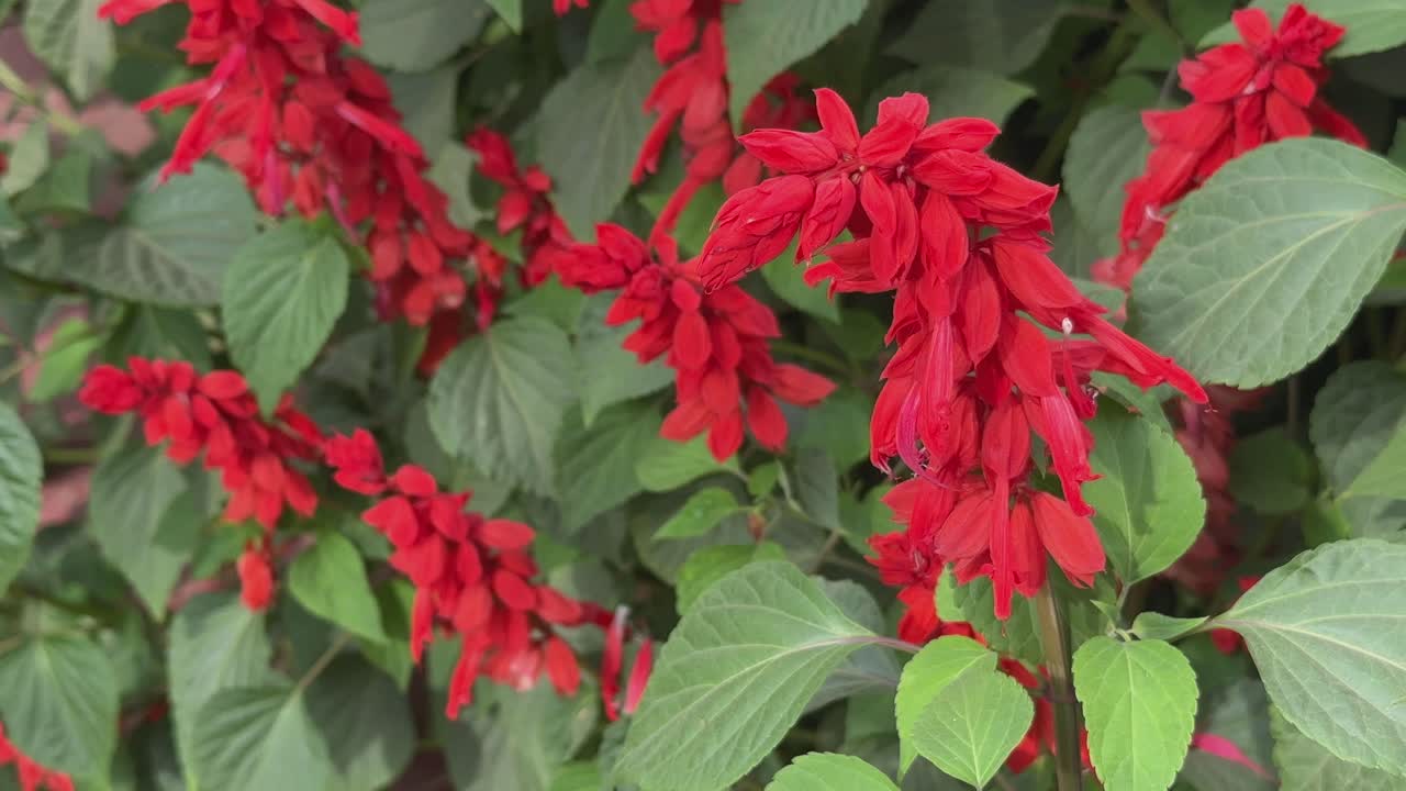 Static closeup shot of Scarlet salvia flower blooming in the garden, Salvia Is The Largest Genus Of Plants In The Mint Family