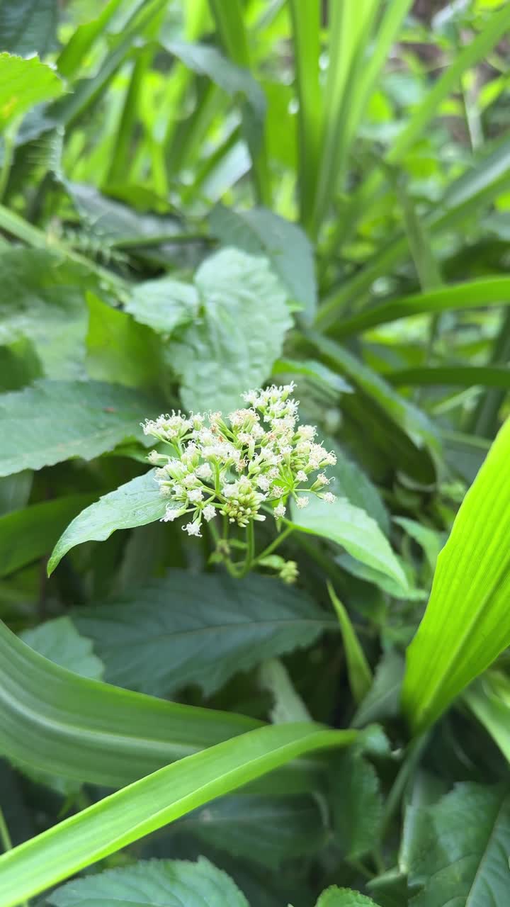 Close-Up of Small White Flowers Amidst Green Foliage