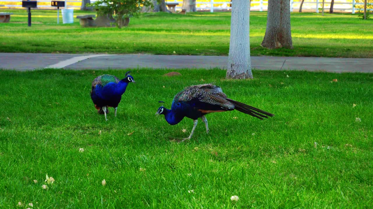 오리 들 이 이른 아침 에 발걸음을 옮기다