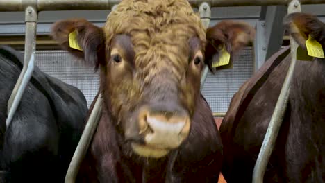 Close-up-on-Norwegian-red-cow-chewing-lined-up-in-stalls,-handheld