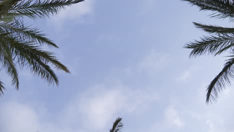 palmeras altas que soplan en el viento, mirando hacia las ramas y el cielo azul