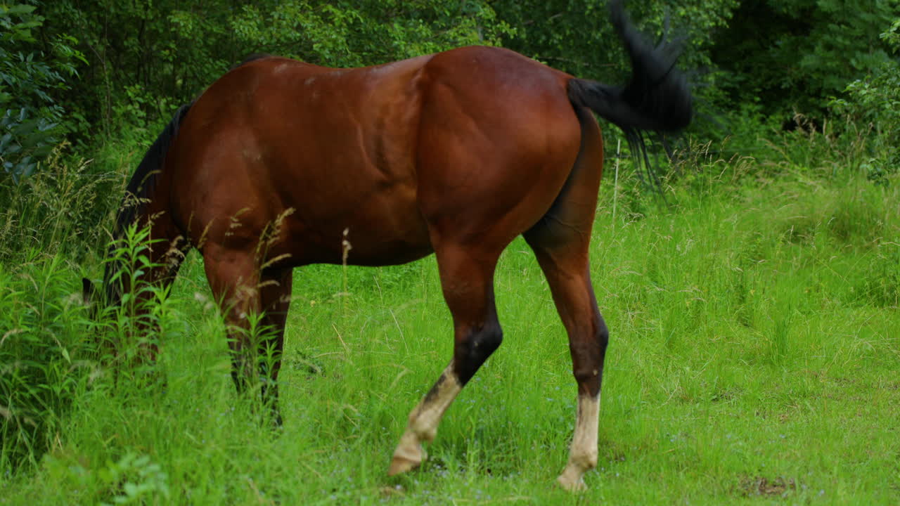 Cheval brun broutant dans l'herbe par une journée ensoleillée.