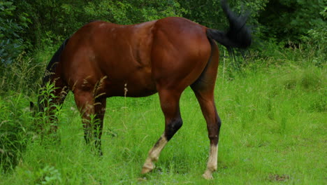 Weidendes-Braunes-Pferd-Auf-Dem-Gras-An-Einem-Sonnigen-Tag