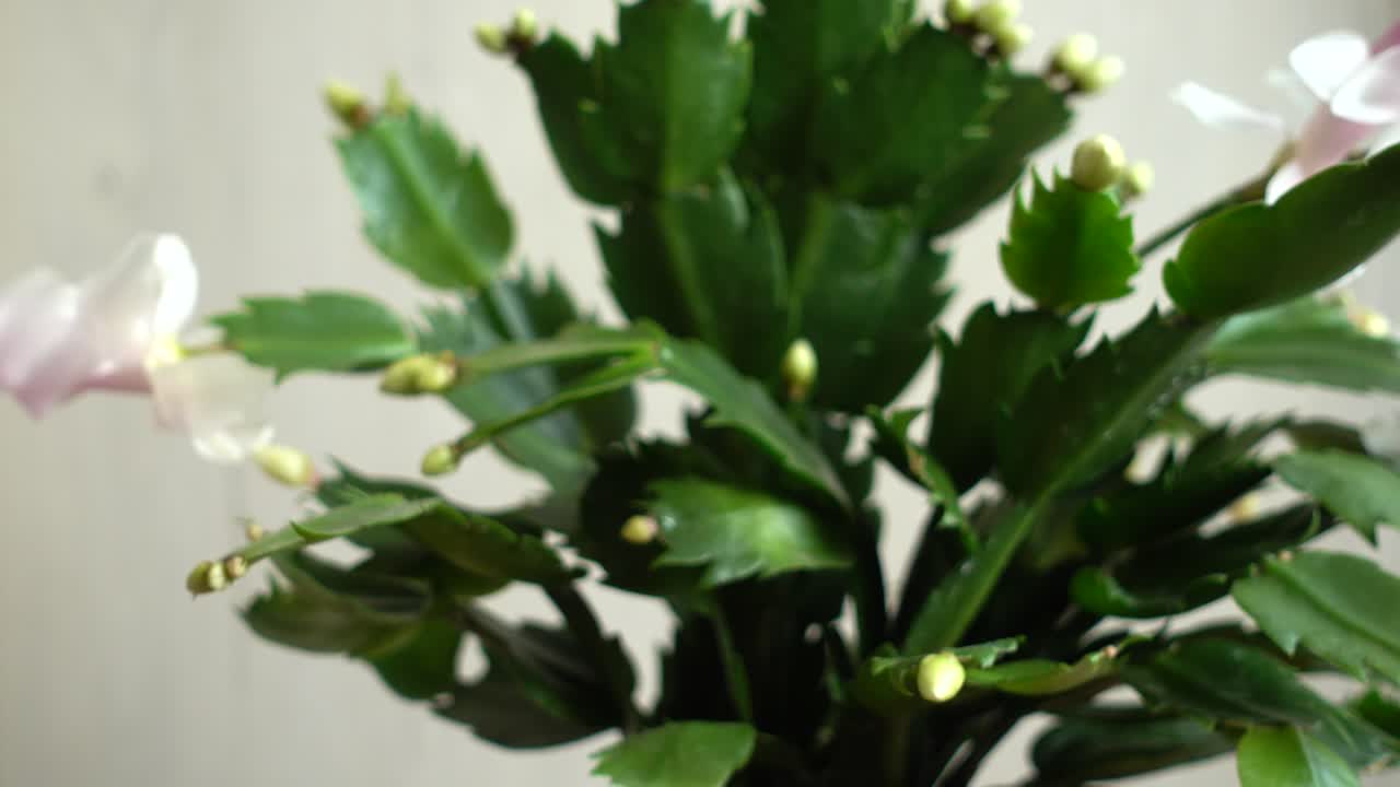 Schlumbergera truncata. Zygocactus. Ripresa in movimento
