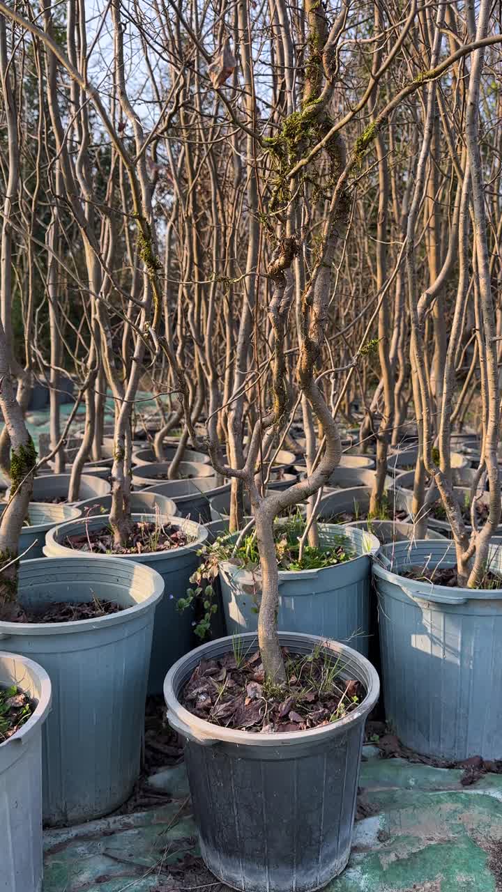 tree nursery in iran nature hyrcanian forest garden greenery season business parrotia persica caspian native persian azerbaijan landscape outdoors rural scenic summer view village weather woods vase