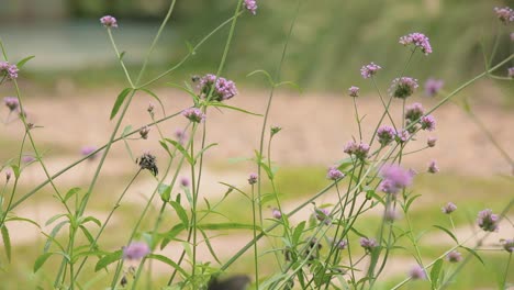 Schmetterlinge-Und-Ein-Kleineres-Insekt-Fliegen-Zu-Einer-Violetten-Blume-In-Einem-Sommergarten-In-Thailand